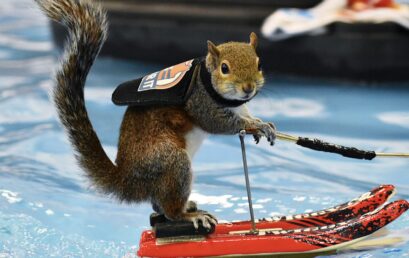 Water-Skiing Squirrel Twiggy Performs