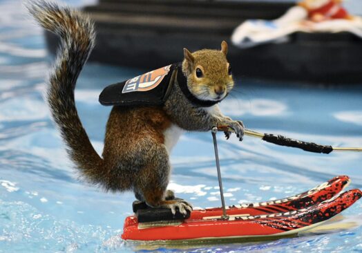 Water-Skiing Squirrel Twiggy Performs